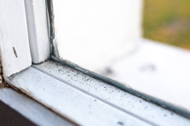 Best Mold Removal for HVAC Installations  in Statesboro, GA