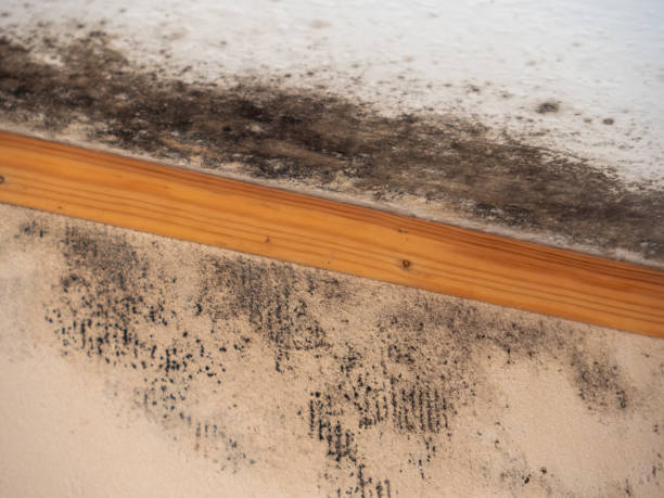 Best Real Estate Mold Inspection  in Statesboro, GA