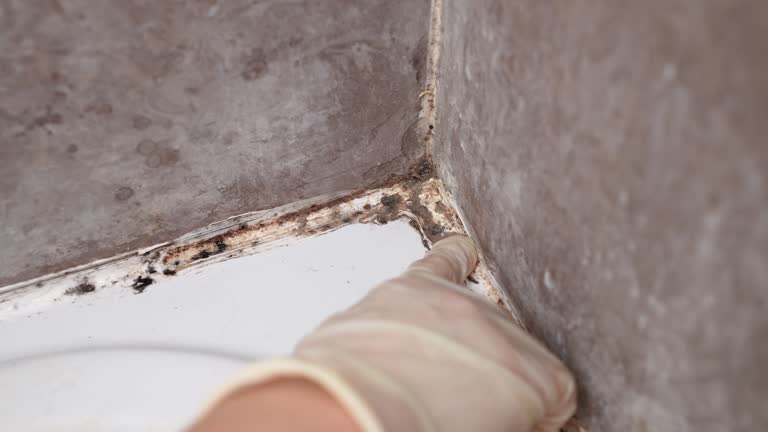 Best Airborne Mold Testing  in Statesboro, GA
